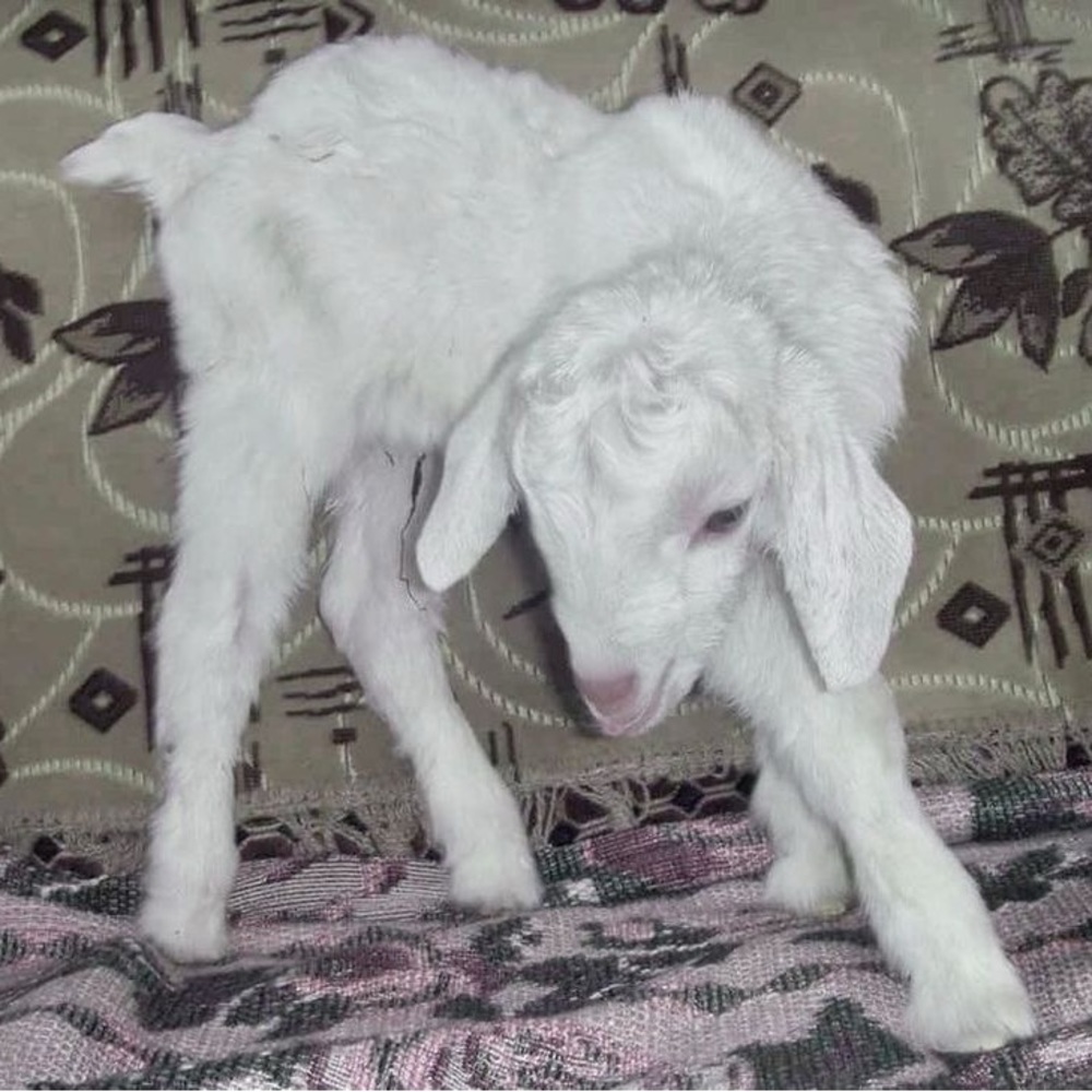 Meet your Posher, Miwo